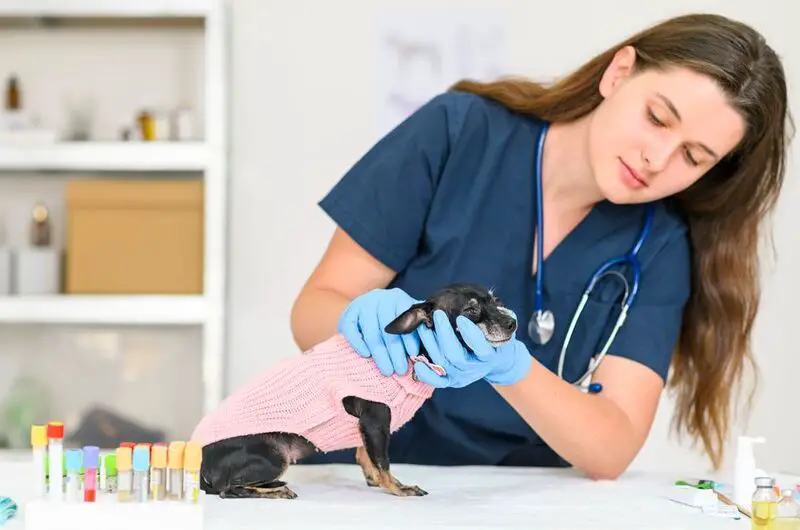 File:Why Should You Consider Pet Health Insurance.jpg